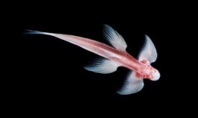 Ученые открыли новый вид рыб, которые могут передвигаться по суше