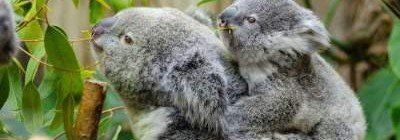 Ученые предсказывают скорое исчезновение коал