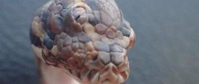 В Австралии показали змею с тремя глазами