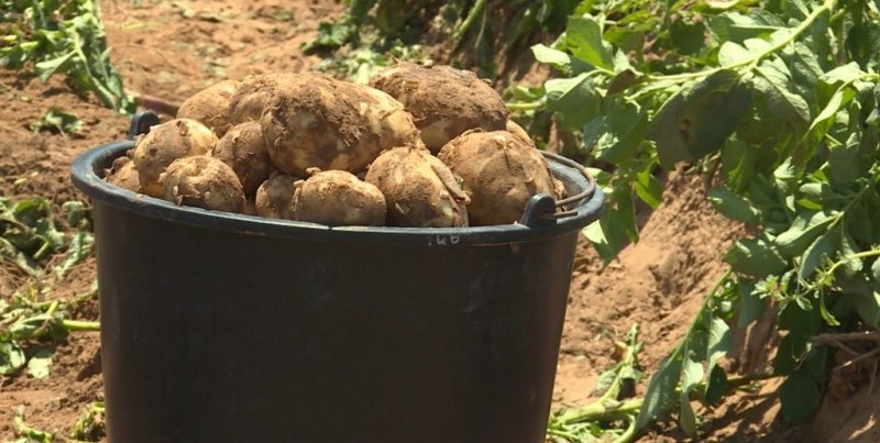 АСТРАХАНЬ. Астраханские фермеры приступили к сбору раннего картофеля