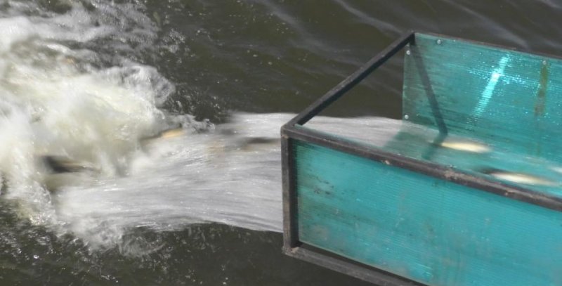 АСТРАХАНЬ. Астраханские каналы пополнили рыбной молодью