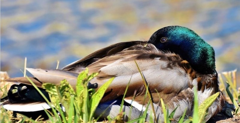 АСТРАХАНЬ. Астраханские нефтяники спасли пострадавших от нефти птиц