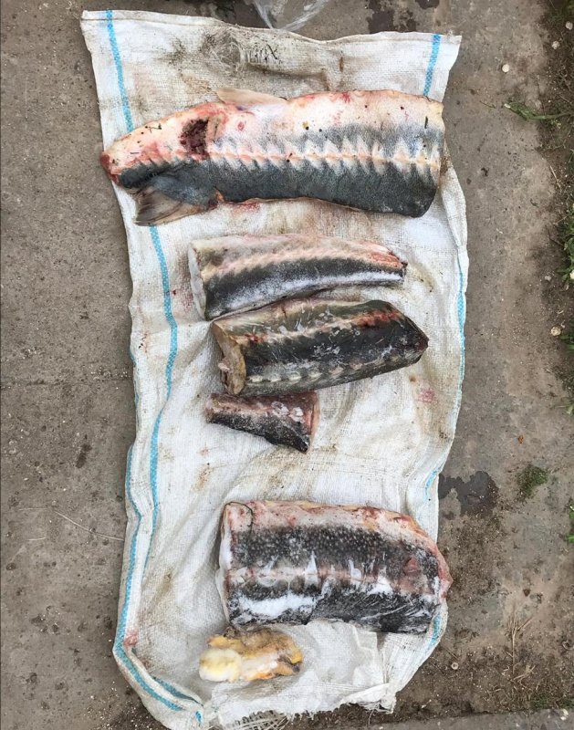 АСТРАХАНЬ. Красную рыбу, черную икру и много денег нашли силовики у браконьеров под Астраханью