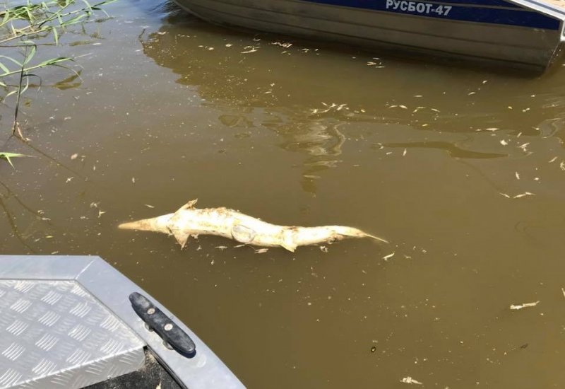 АСТРАХАНЬ. Рыба в реках Астраханской области задыхается и умирает