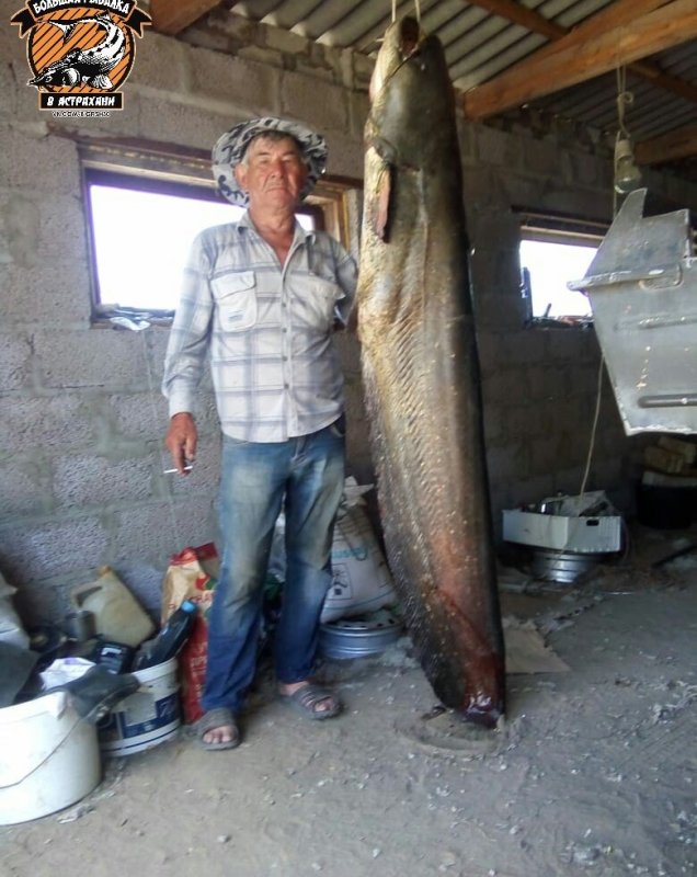 АСТРАХАНЬ. Рыбак поймал в Ахтубе двухметрового сома