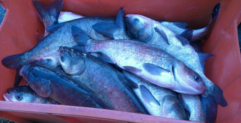 АСТРАХАНЬ. В Астрахани продавали рыбу с антибиотиками