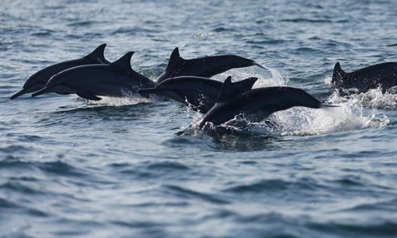 КРАСНОДАР. Жителей Краснодарского края научат спасать дельфинов