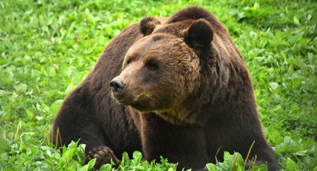 В Туве мужчина откусил язык напавшему на него медведю