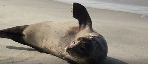 Жители Петербурга обнаружили на берегу Финского залива 25 мертвых тюленей