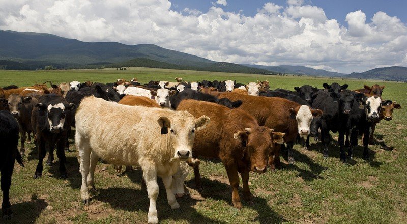 АДЫГЕЯ. Фигурантам дела о похищении стада коров в Адыгее грозит до 10 лет лишения свободы