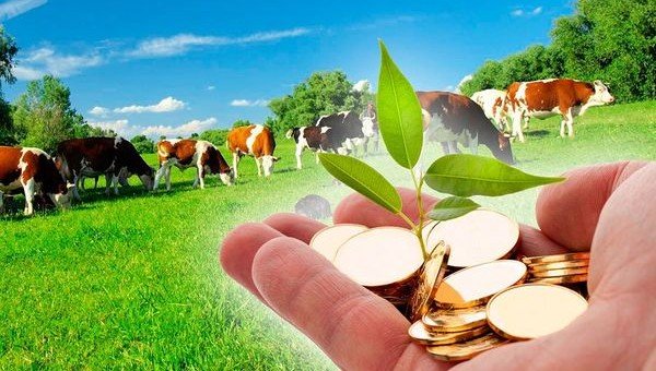 АСТРАХАНЬ. Фермерские гранты «Агростартап» стартуют в Астраханской области с августа 2019 года