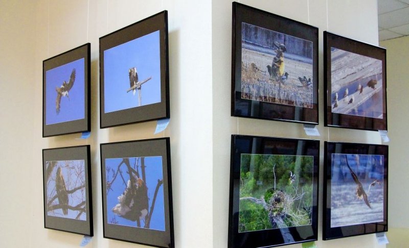 АСТРАХАНЬ. В Астрахани открылась фотовыставка, посвященная орланам