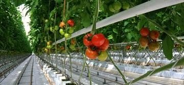 ЧЕЧНЯ. Новый тепличный комплекс в Чечне за год принесет 7 тыс т огурцов и помидоров