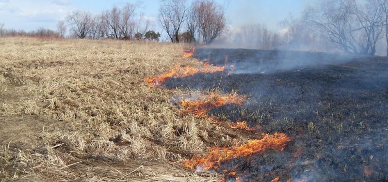 ЧЕЧНЯ. В Управлении Россельхознадзора по ЧР говорили о важности соблюдения правил безопасности в сезон ландшафтных пожаров