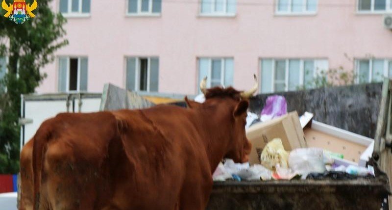 ДАГЕСТАН. В Махачкале начался отлов безнадзорного крупного и мелкого рогатого скота