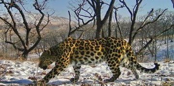 Ю.ОСЕТИЯ. Пропавшего в горах Южной Осетии леопарда будут искать