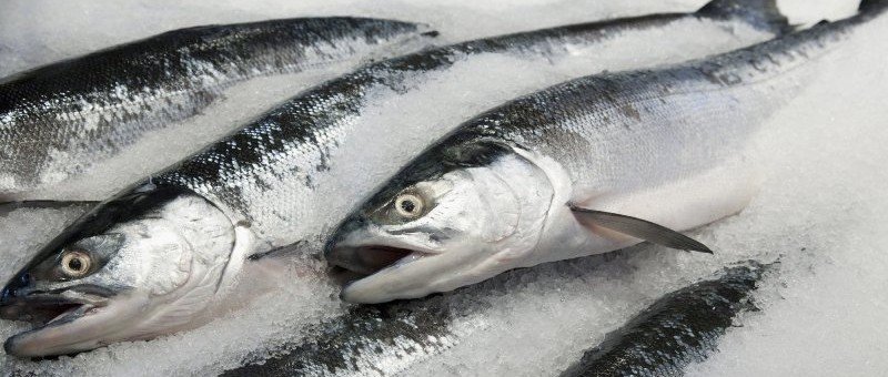 КАЛМЫКИЯ. В Калмыкии выявили рыбу, зараженную паразитами
