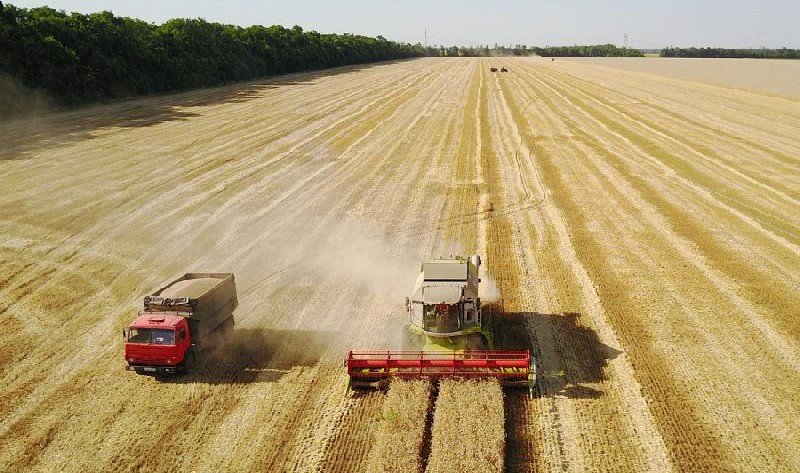 КРАСНОДАР. Краснодарский край собрал рекордный урожай зерна