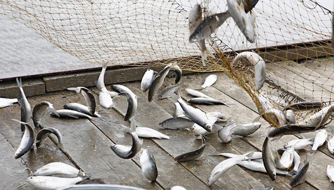 КРАСНОДАР. В 2019 году на развитие рыбного хозяйства Кубани направят 30,5 млн рублей