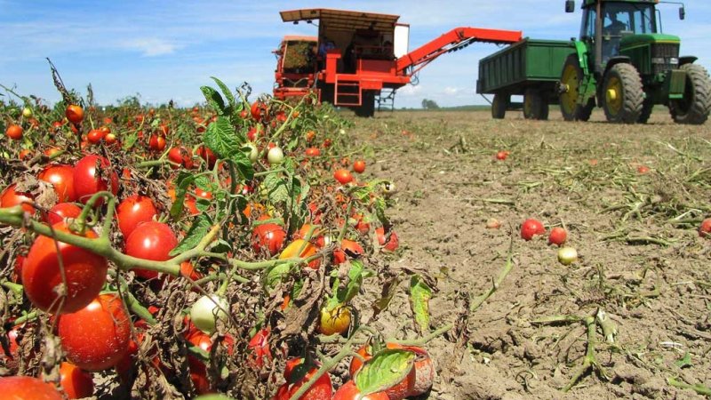 КРАСНОДАР. В Краснодарском крае на овощеводство из бюджета выделено 293 млн рублей