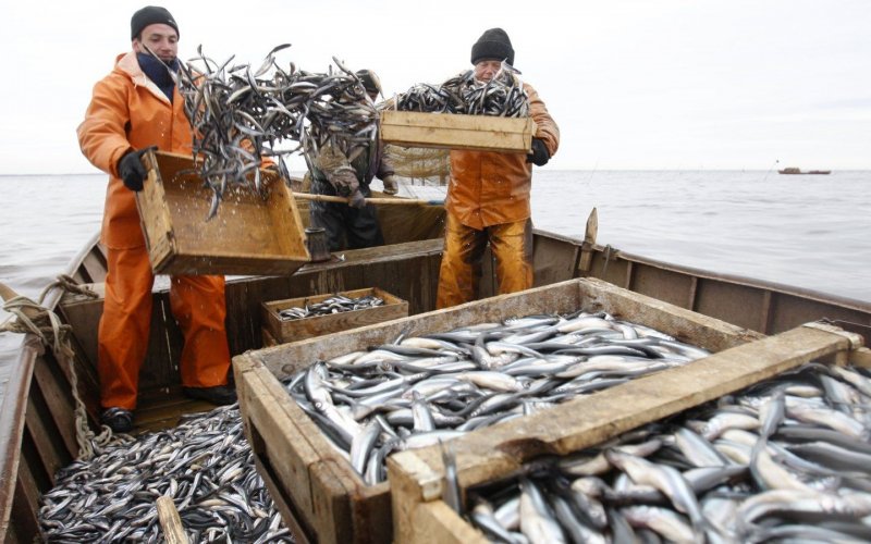 КРАСНОДАР. В Краснодарском крае вылавливают треть всей товарной рыбы ЮФО
