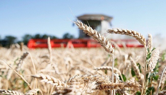 КРАСНОДАР. В Краснодарском крае завершается уборка зерновых