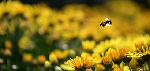 КРЫМ. Не жужжит: эксперт назвал причины массовой гибели пчел