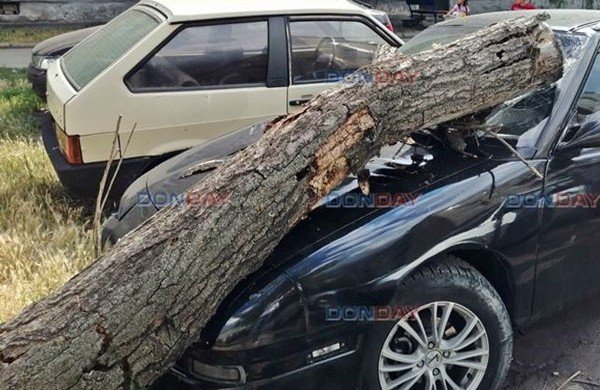 РОСТОВ. В Новочеркасске аварийное дерево упало на припаркованную иномарку