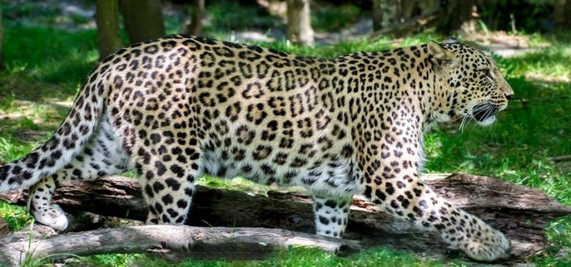 С. ОСЕТИЯ. В Северной Осетии планируют выпустить трех переднеазиатских леопардов