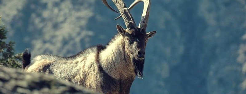 С. ОСЕТИЯ. В Северной Осетии восстановят популяцию безоаровых козлов