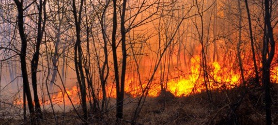 Специалисты раскрыли катастрофические последствия пожаров в Сибири