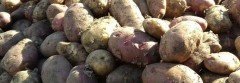 СТАВРОПОЛЬЕ. На Ставрополье стартовала уборка раннего картофеля