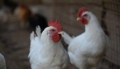 СТАВРОПОЛЬЕ. На Ставрополье увеличилось производство мяса птицы на 13%