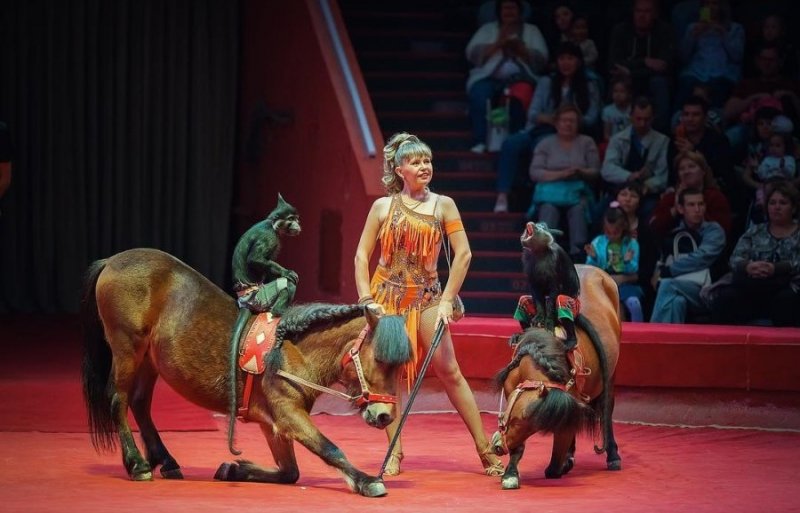СТАВРОПОЛЬЕ. В кисловодском цирке откроют музейную экспозицию, посвященную старейшей цирковой династии Трахтенбергов