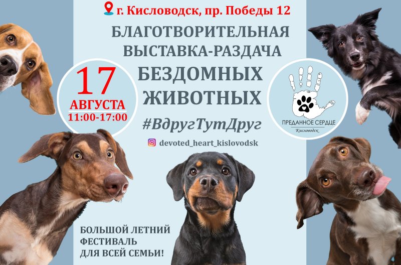 СТАВРОПОЛЬЕ. Благотворительная выставка-раздача бездомных животных #ВдругТутДруг пройдет в Кисловодске