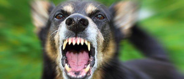 В РФ утвердили список потенциально опасных пород собак