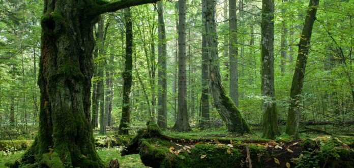 Археологи нашли древний лес