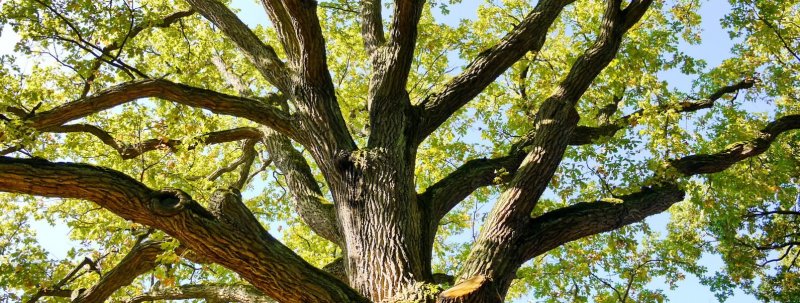 ЧЕЧНЯ. Дерево из Ведено участвует в конкурсе «Российское дерево года»