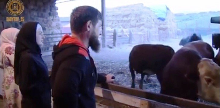 ЧЕЧНЯ. Хутмат Кадырова подготовила на праздник Курбан-Байрам девятнадцать бычков