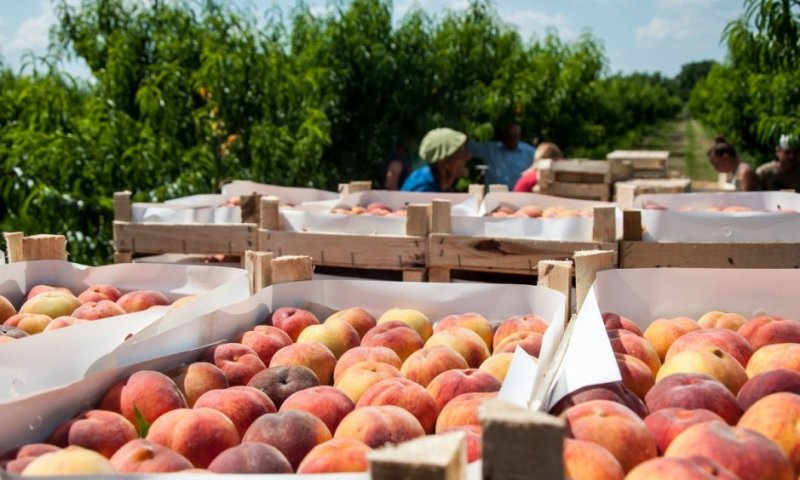 ЧЕЧНЯ. Садоводы и виноградари Чеченской Республики приступили к уборке урожая