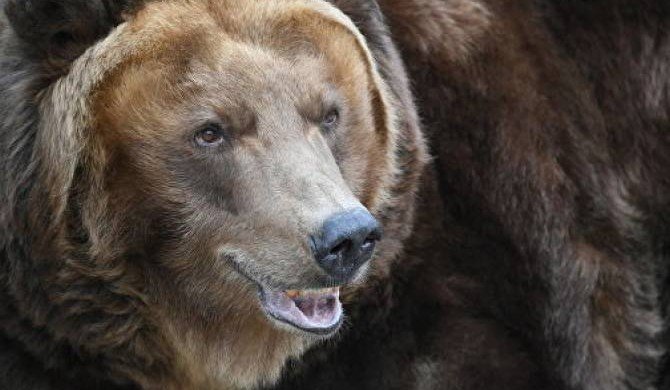 Гуляющий по улицам медведь напугал жителей итальянского города
