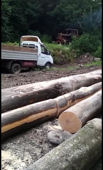 ИНГУШЕТИЯ. Полицейскими Ингушетии выявлен факт незаконной рубки леса в Сунженском районе республики