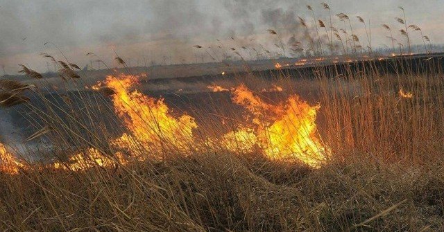 РОСТОВ. В Азовском районе загорелся камыш