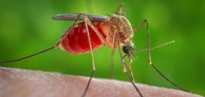 Стало известно, какую группу крови больше всего любят комары