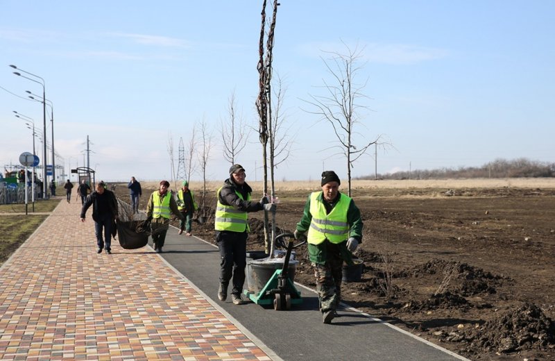 СТАВРОПОЛЬЕ. Осенью в Ставрополе высадят 2500 деревьев