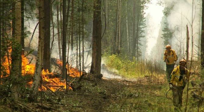 В Красноярском крае площадь лесных пожаров выросла на 50 тысяч гектаров