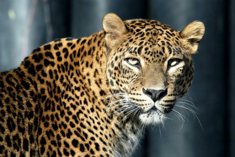 ЧЕЧНЯ. Переднеазитский леопард снова заселится в горных лесах ​Чеченской Республики
