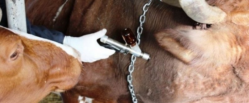 ЧЕЧНЯ. В Ачхой-Мартановском районе среди крупного рогатого скота проводят диагностику ящура