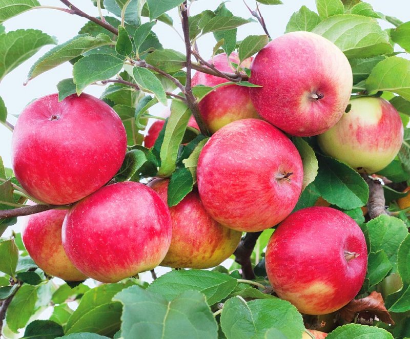 ЧЕЧНЯ. В Чечне планируют собрать хороший урожай яблок и винограда