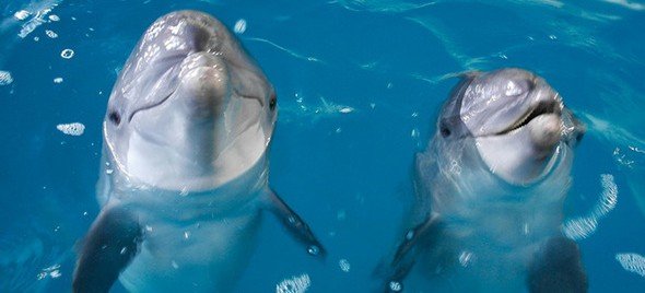 КРЫМ. Ученые на самолёте-амфибии посчитают дельфинов Чёрного моря